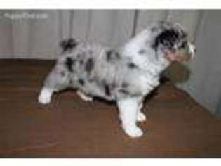 Australian Shepherd Puppy for sale in Plano, TX, USA