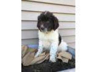 Newfoundland Puppy for sale in Lincoln, NE, USA