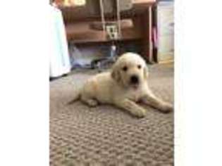 Golden Retriever Puppy for sale in Campbellsville, KY, USA