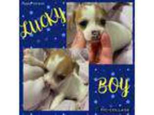 Chihuahua Puppy for sale in Lutts, TN, USA