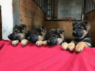 Mutt Puppy for sale in Ligonier, IN, USA