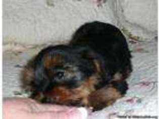 Mutt Puppy for sale in ROYSTON, GA, USA