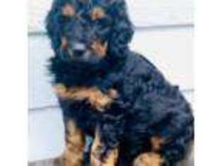 Goldendoodle Puppy for sale in Everett, WA, USA