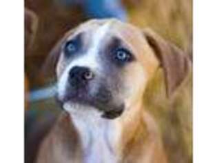 American Bandogge Puppy for sale in Maricopa, AZ, USA