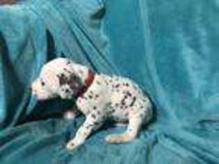 Dalmatian Puppy for sale in Hampton, MN, USA