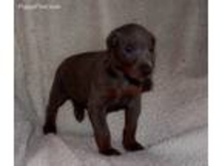 Doberman Pinscher Puppy for sale in Cassville, MO, USA
