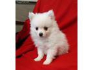 Pomeranian Puppy for sale in Sanderson, TX, USA