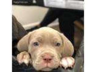 Neapolitan Mastiff Puppy for sale in Kennesaw, GA, USA