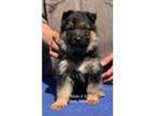 German Shepherd Dog Puppy for sale in Corbin, KY, USA