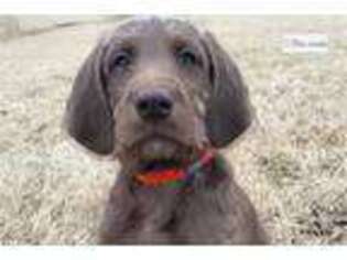 Labradoodle Puppy for sale in Des Moines, IA, USA