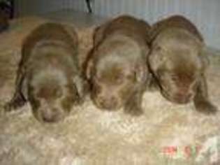 Labrador Retriever Puppy for sale in PAINTED POST, NY, USA