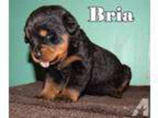 Rottweiler Puppy for sale in NEWARK, OH, USA