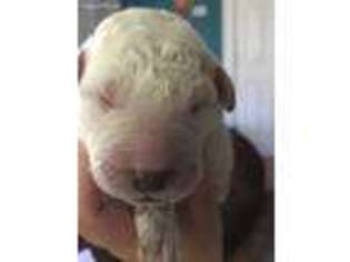 Komondor Puppy for sale in Moorhead, MN, USA