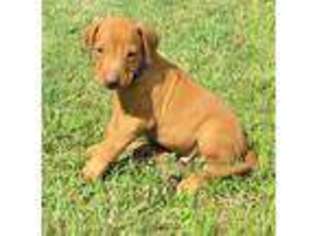 Rhodesian Ridgeback Puppy for sale in Palestine, TX, USA