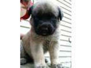 Mastiff Puppy for sale in NEW SALEM, MA, USA