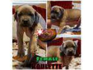 Cane Corso Puppy for sale in Cuero, TX, USA