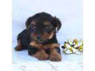 Yorkshire Terrier Puppy for sale in Hillsboro, TX, USA