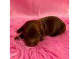 Dachshund Puppy for sale in Somerset, PA, USA