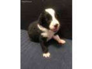 Border Collie Puppy for sale in Coosada, AL, USA