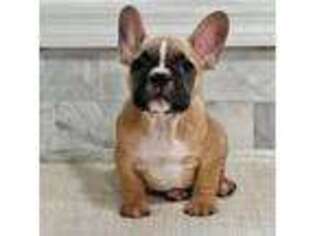 French Bulldog Puppy for sale in Port Jefferson Station, NY, USA