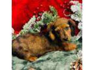 Dachshund Puppy for sale in Morrow, OH, USA