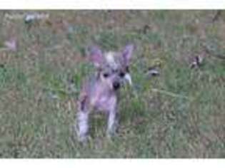 Chinese Crested Puppy for sale in Pottsville, AR, USA