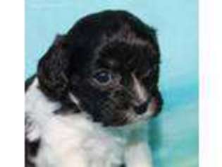 Cavapoo Puppy for sale in Elk City, KS, USA