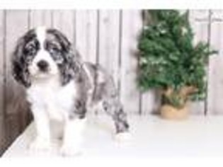 Cocker Spaniel Puppy for sale in Columbus, OH, USA