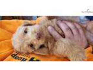 Labradoodle Puppy for sale in Janesville, WI, USA