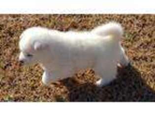 Akita Puppy for sale in Huntsville, AL, USA