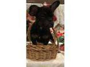 French Bulldog Puppy for sale in Denville, NJ, USA