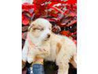 Australian Shepherd Puppy for sale in Saint Petersburg, FL, USA