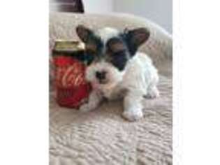 Biewer Terrier Puppy for sale in Panama City, FL, USA