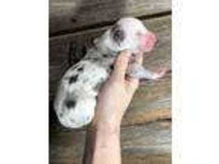 Great Dane Puppy for sale in Kansas City, MO, USA
