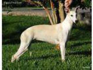 Whippet Puppy for sale in Alvin, TX, USA