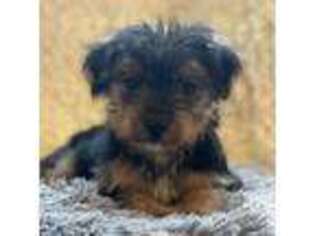 Yorkshire Terrier Puppy for sale in Durham, NC, USA