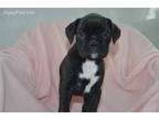 Boxer Puppy for sale in Wooster, OH, USA