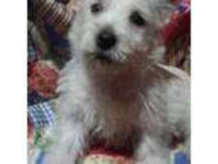 West Highland White Terrier Puppy for sale in Stockton, NJ, USA