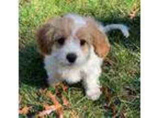 Cavachon Puppy for sale in Fort Lee, NJ, USA