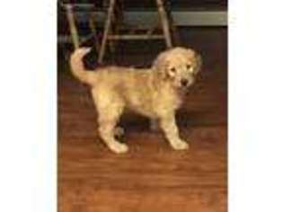 Goldendoodle Puppy for sale in Bristol, SD, USA