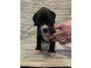Boxer Puppy for sale in Columbia City, IN, USA