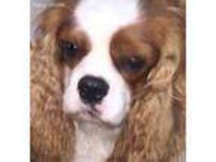 Cavalier King Charles Spaniel Puppy for sale in Lone Jack, MO, USA