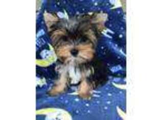 Yorkshire Terrier Puppy for sale in Boston, MA, USA