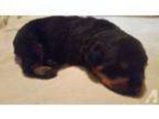 Rottweiler Puppy for sale in EAST SPARTA, OH, USA