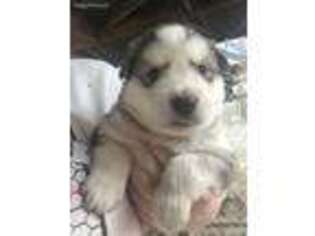 Alaskan Malamute Puppy for sale in Jackson, TN, USA