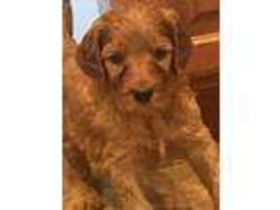 Goldendoodle Puppy for sale in Rogers City, MI, USA