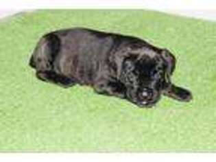 Cane Corso Puppy for sale in Sanford, FL, USA