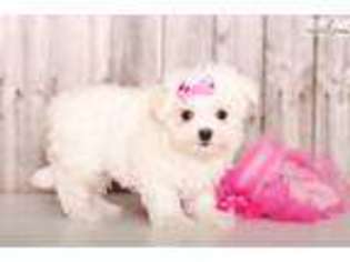 Maltese Puppy for sale in Columbus, OH, USA