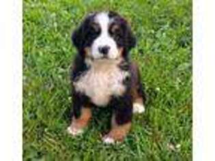 Bernese Mountain Dog Puppy for sale in Washington, IN, USA