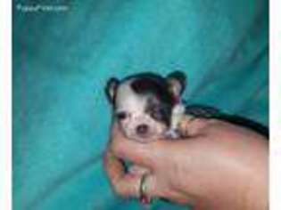 Chihuahua Puppy for sale in Bucyrus, OH, USA